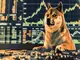 die-besten-altcoins-im-oktober-dogizen-ton-pepe-neue-kursprognosen