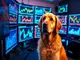 neue-virale-kryptowaehrung-bitcoin-dogs-listings-inmitten-des-100-fachen-hypes